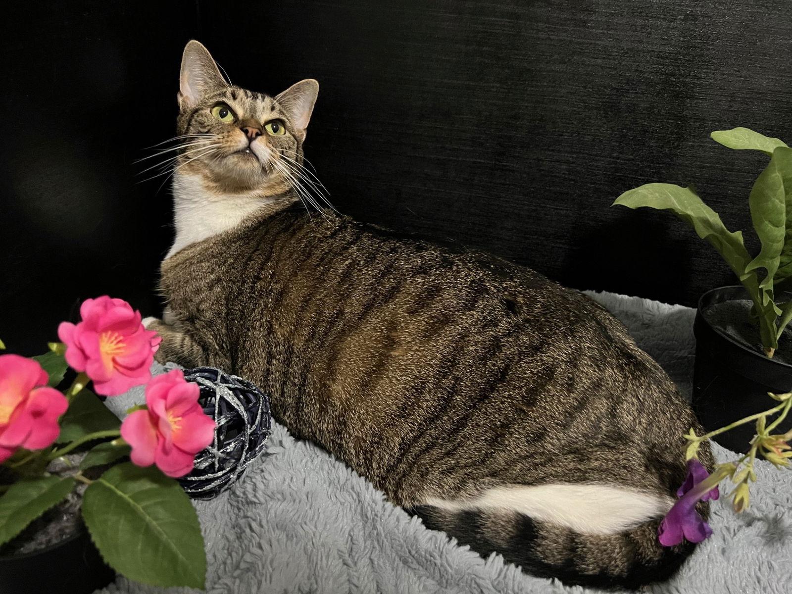 Enlarge Fava, a Adoptable mixed breed in Fayetteville, GA image 2/3