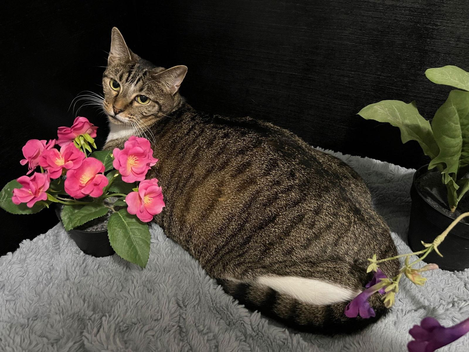 Enlarge Fava, a Adoptable mixed breed in Fayetteville, GA image 3/3