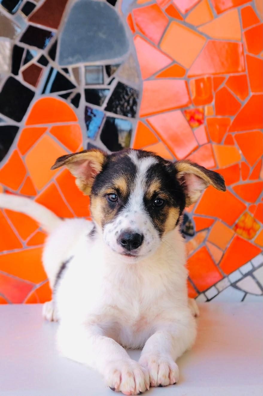 Buenos Aires, Adoptable, Puppy Female Collie & Golden Retriever.