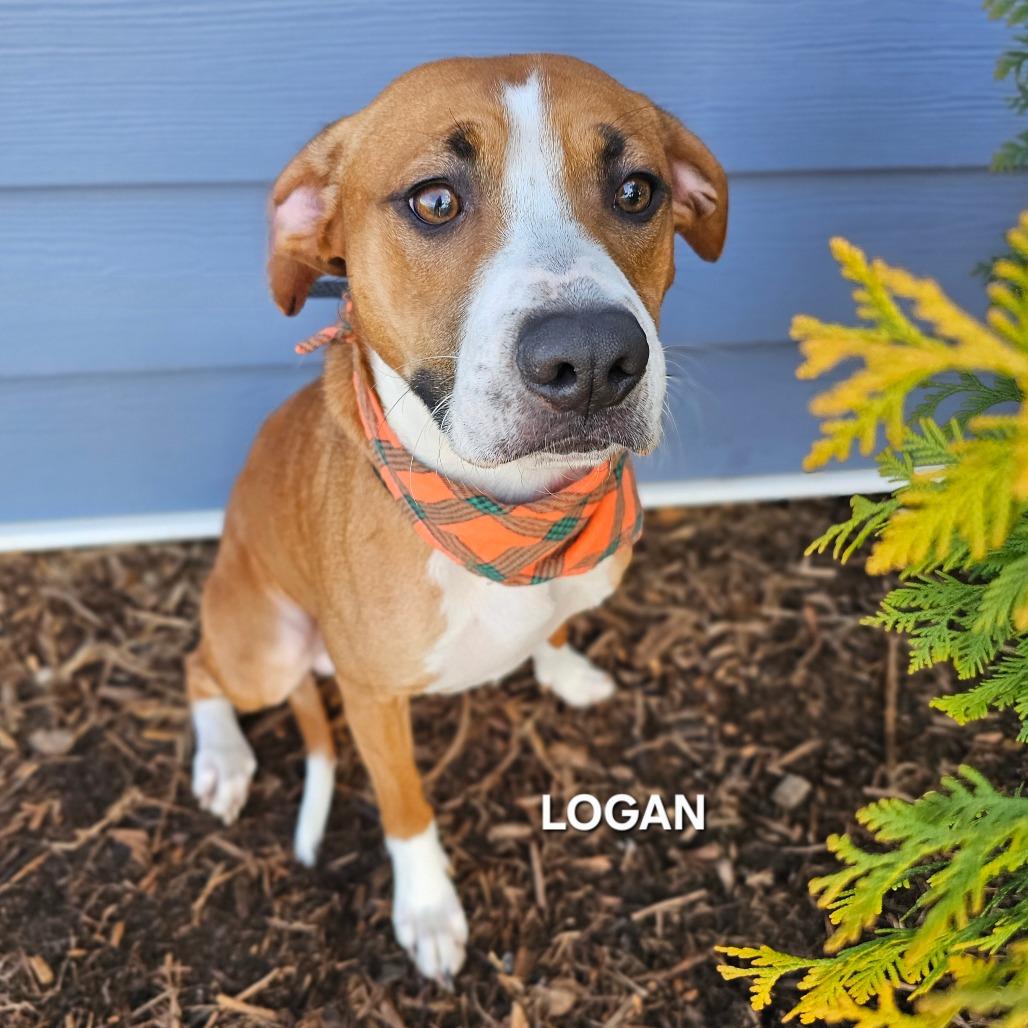 Logan, Adoptable, Young Male Plott Hound & Mixed Breed.