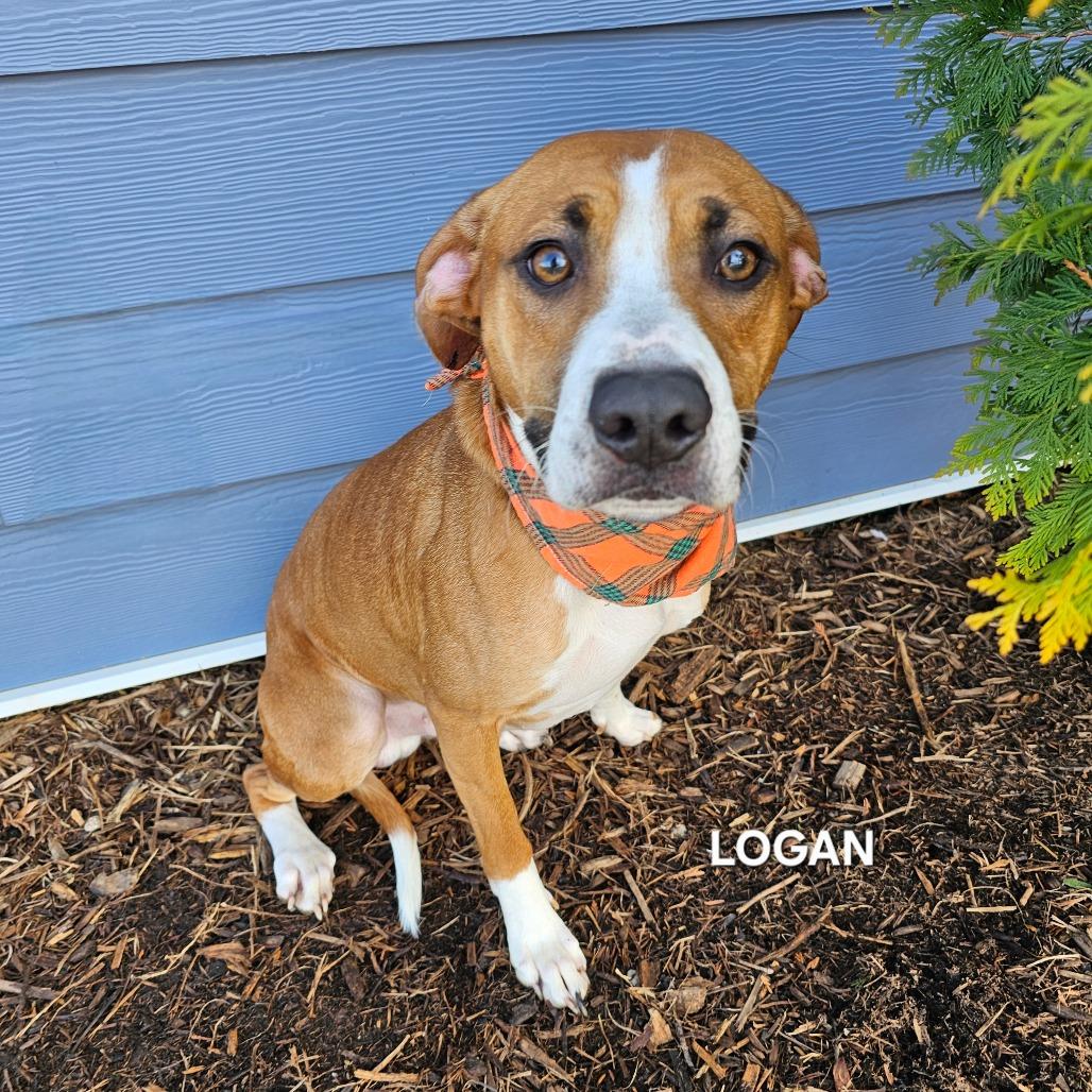 Enlarge Logan, a Adoptable mixed breed in Madisonville, TN image 3/4