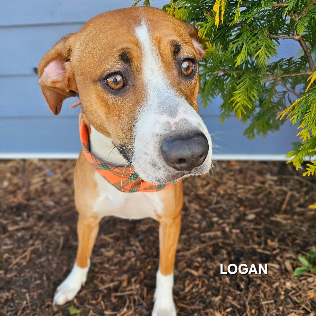 Enlarge Logan, a Adoptable mixed breed in Madisonville, TN image 4/4
