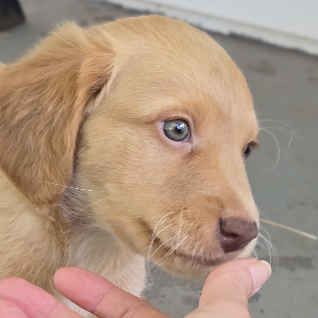 Saint, Adoptable, Puppy Male Terrier.