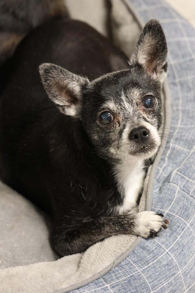 Enlarge Taff, a ADOPTABLE Chihuahua in TUCSON, AZ image 3/3