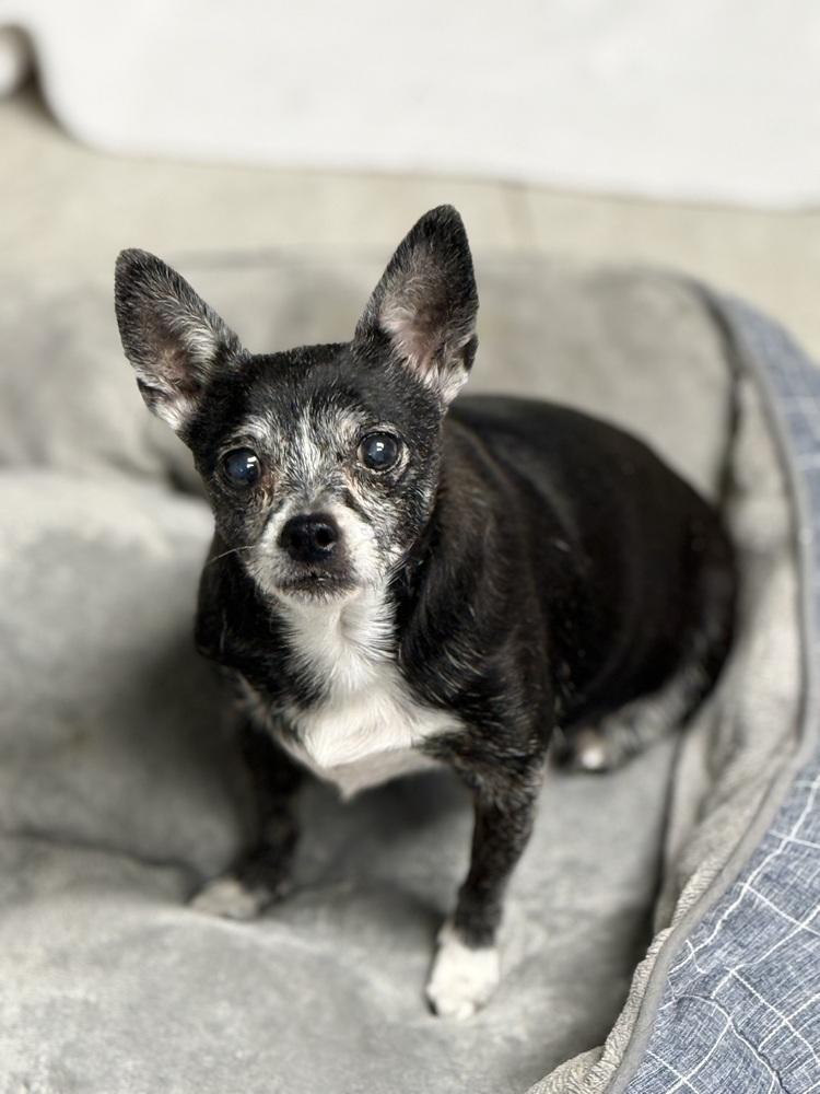 Enlarge Taff, a ADOPTABLE Chihuahua in TUCSON, AZ image 2/3