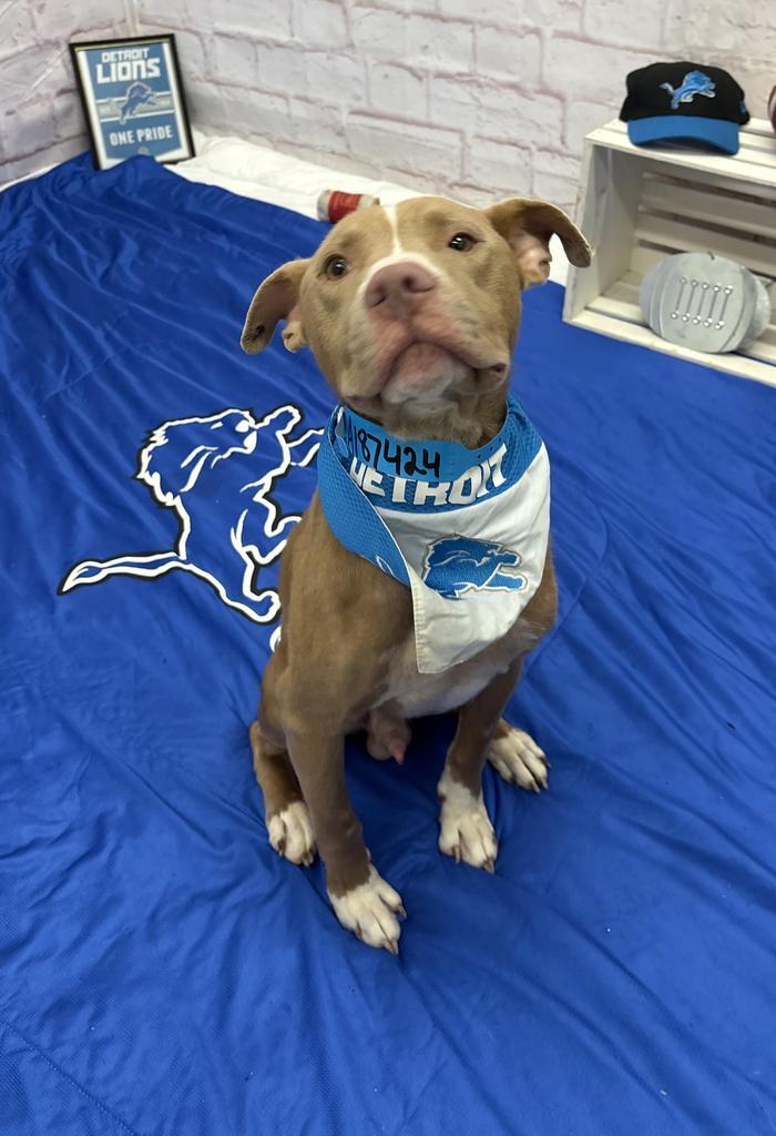 Bullet, Adoptable, Adult Male Mixed Breed.