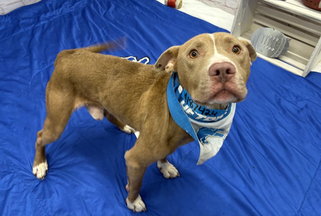 Enlarge Bullet, a Adoptable Mixed Breed in Detroit, MI image 2/6
