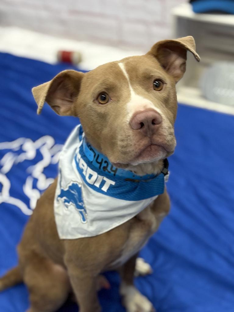 Enlarge Bullet, a Adoptable Mixed Breed in Detroit, MI image 3/6