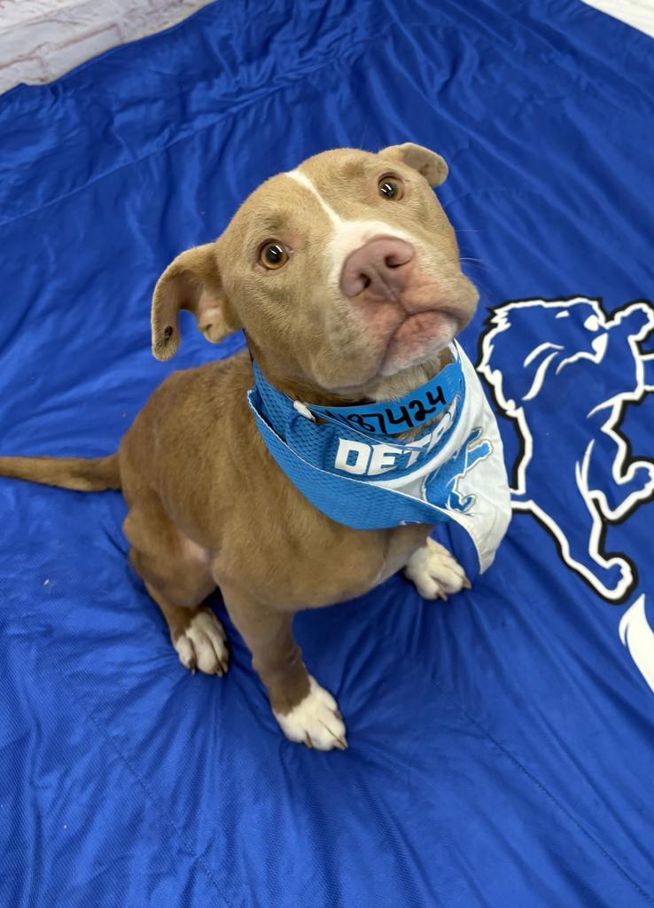 Enlarge Bullet, a Adoptable Mixed Breed in Detroit, MI image 4/6