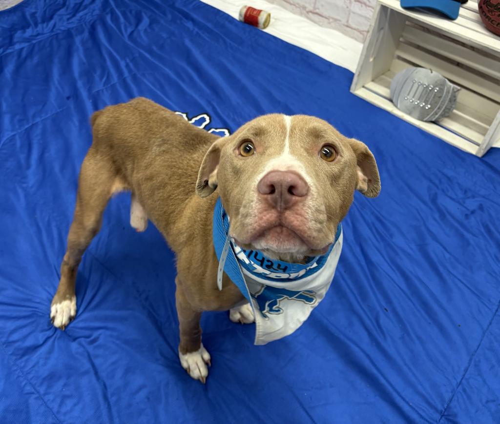 Enlarge Bullet, a Adoptable Mixed Breed in Detroit, MI image 5/6