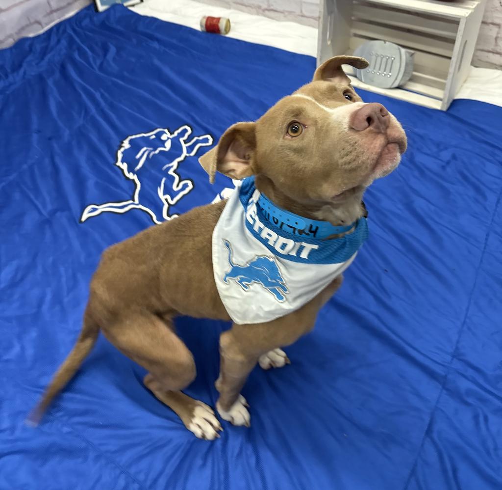 Enlarge Bullet, a Adoptable Mixed Breed in Detroit, MI image 6/6