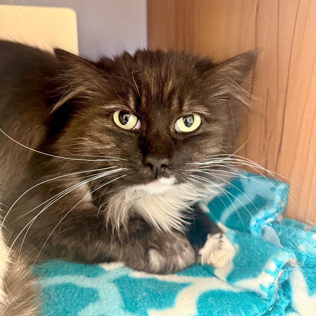 Dusk, Adoptable, Adult Female Domestic Long Hair.