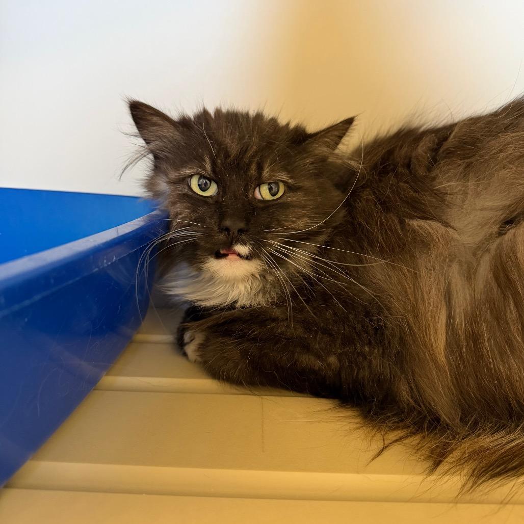 Dusk, a Adoptable Domestic Long Hair in Cody, WY image 2/3