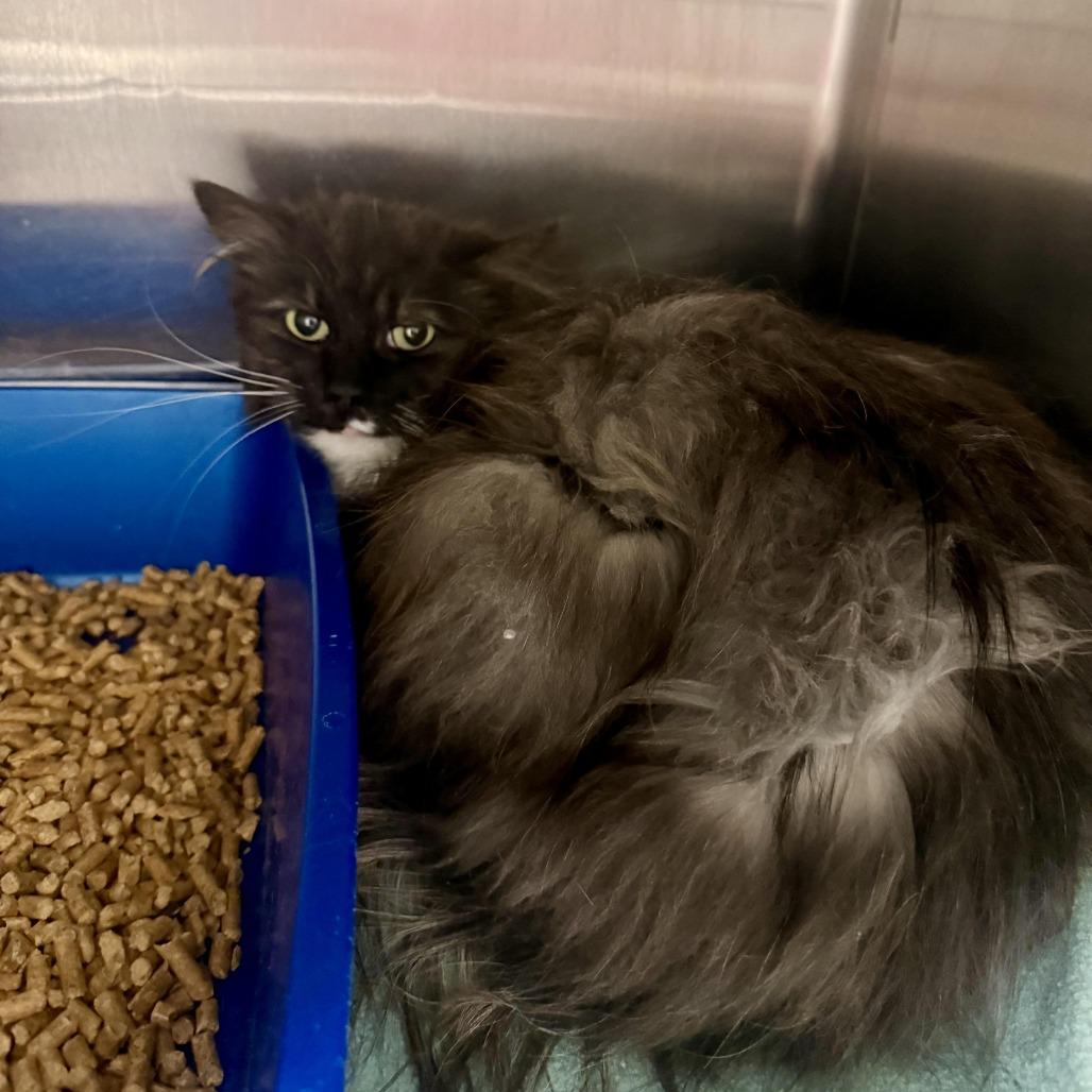 Dusk, a Adoptable Domestic Long Hair in Cody, WY image 3/3