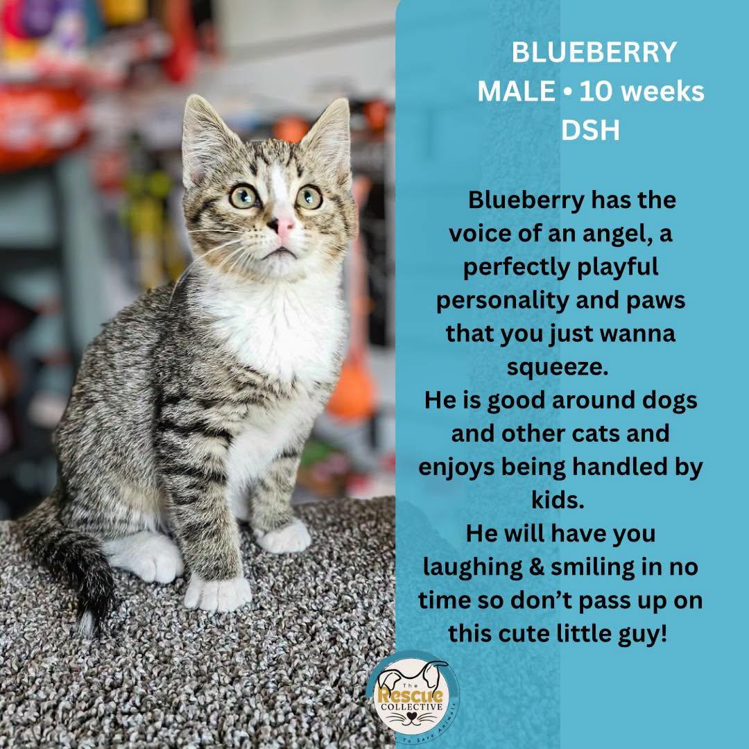Blueberry, ADOPTABLE, Young Male Domestic Short Hair.