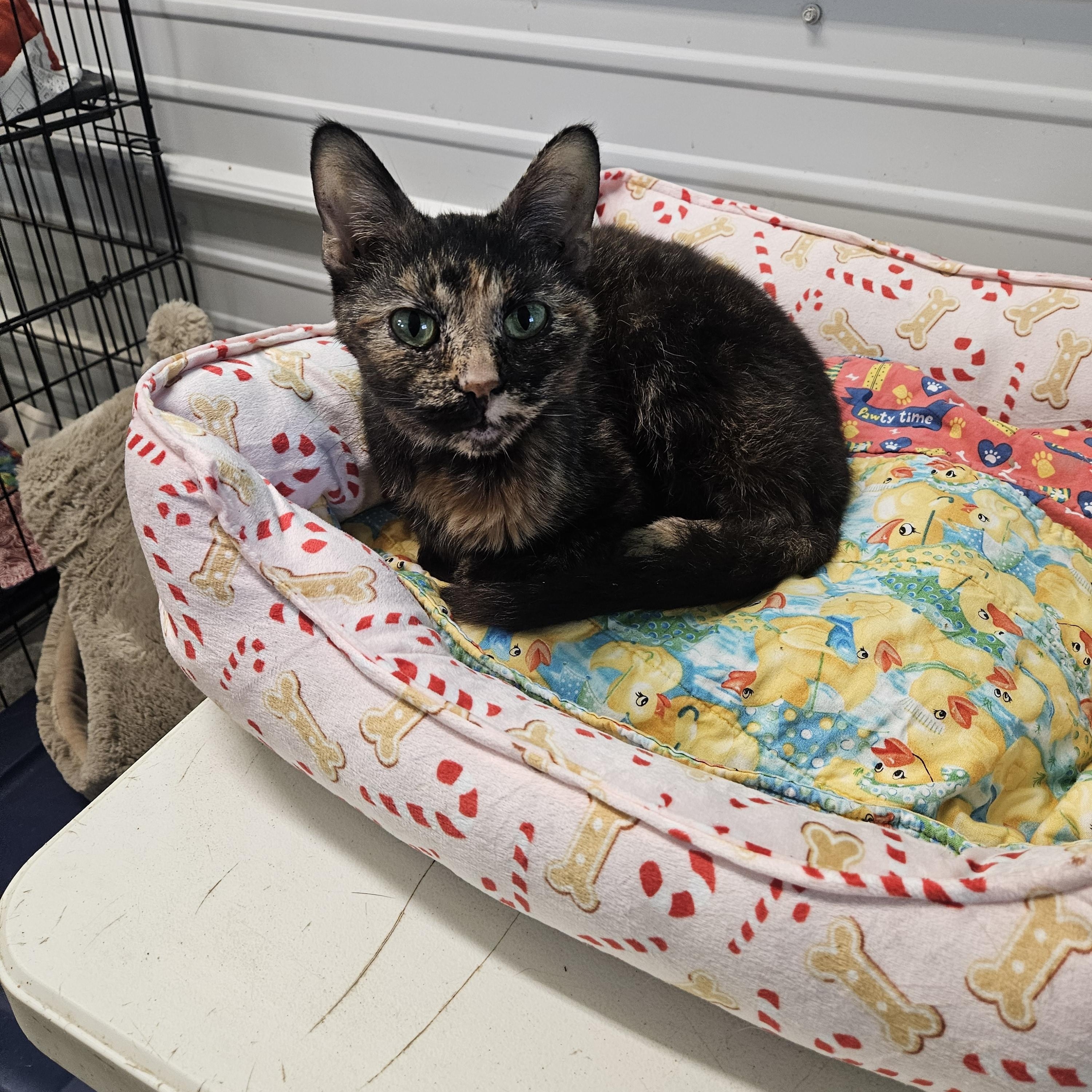 Enlarge Apple, a ADOPTABLE Tortoiseshell in Petersburg, IN image 1/1