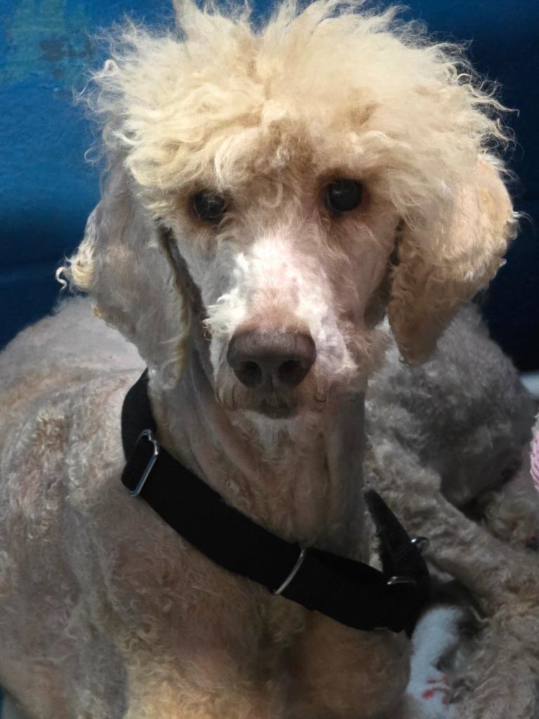 Enlarge Hana, a Adoptable Poodle in Gold Beach, OR image 1/1