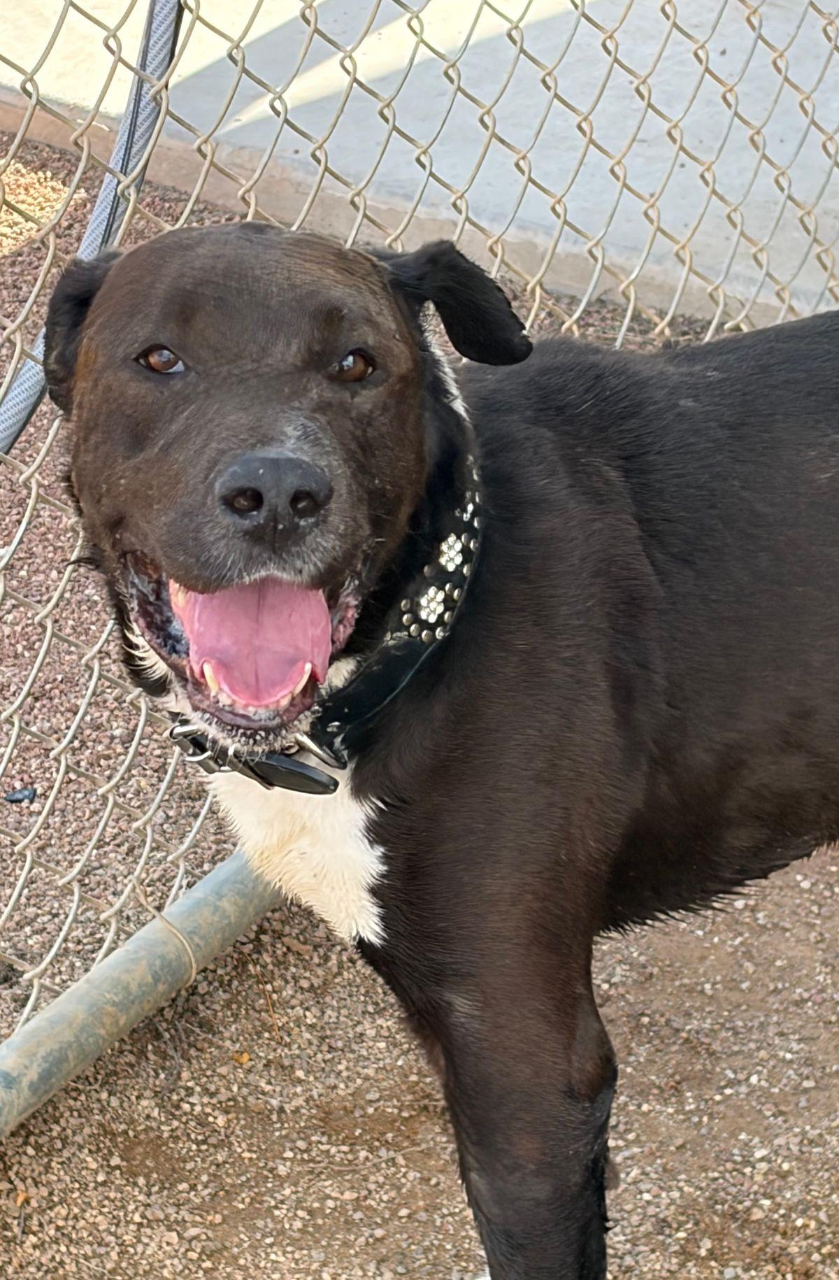 Tippy, a Adoptable Labrador Retriever in Kingman, AZ image 1/2