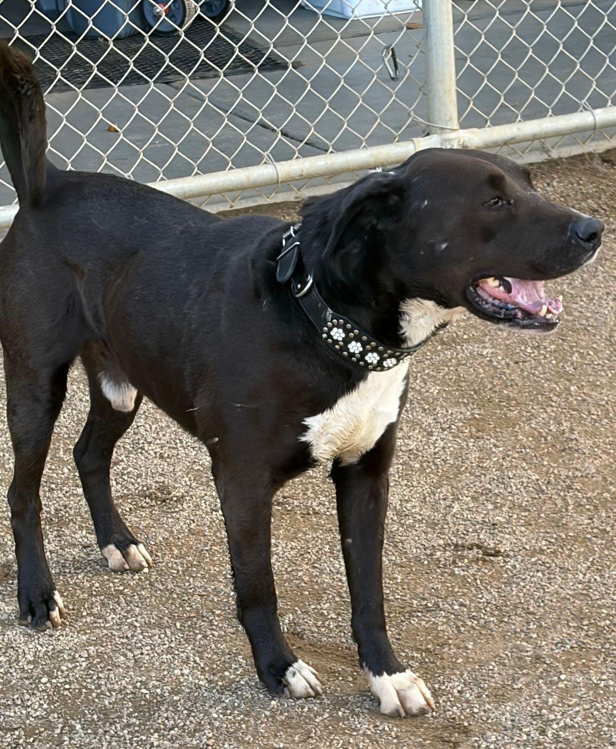 Tippy, a Adoptable Labrador Retriever in Kingman, AZ image 2/2