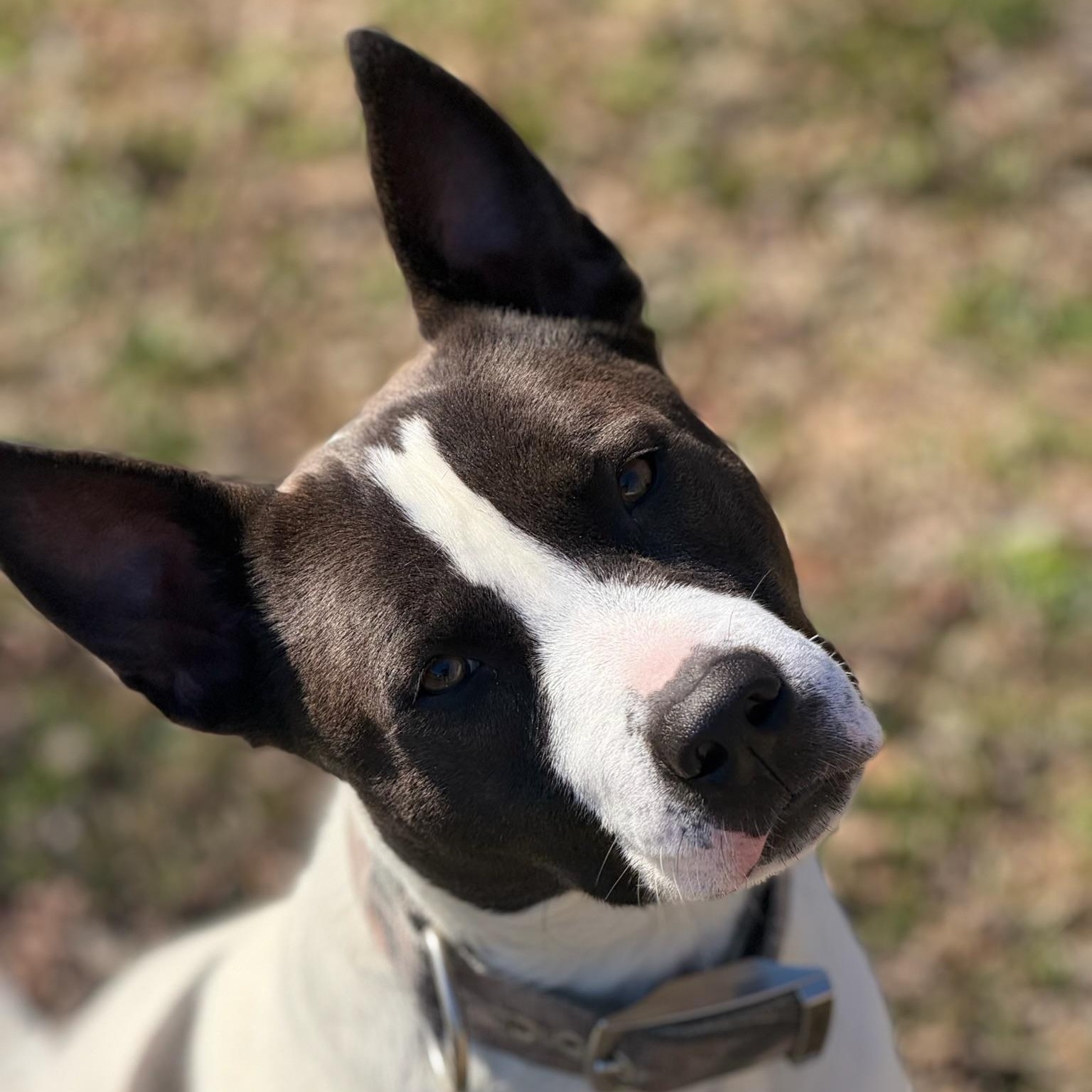 Enlarge Jasper, a Adoptable mixed breed in Sherman, TX image 3/3