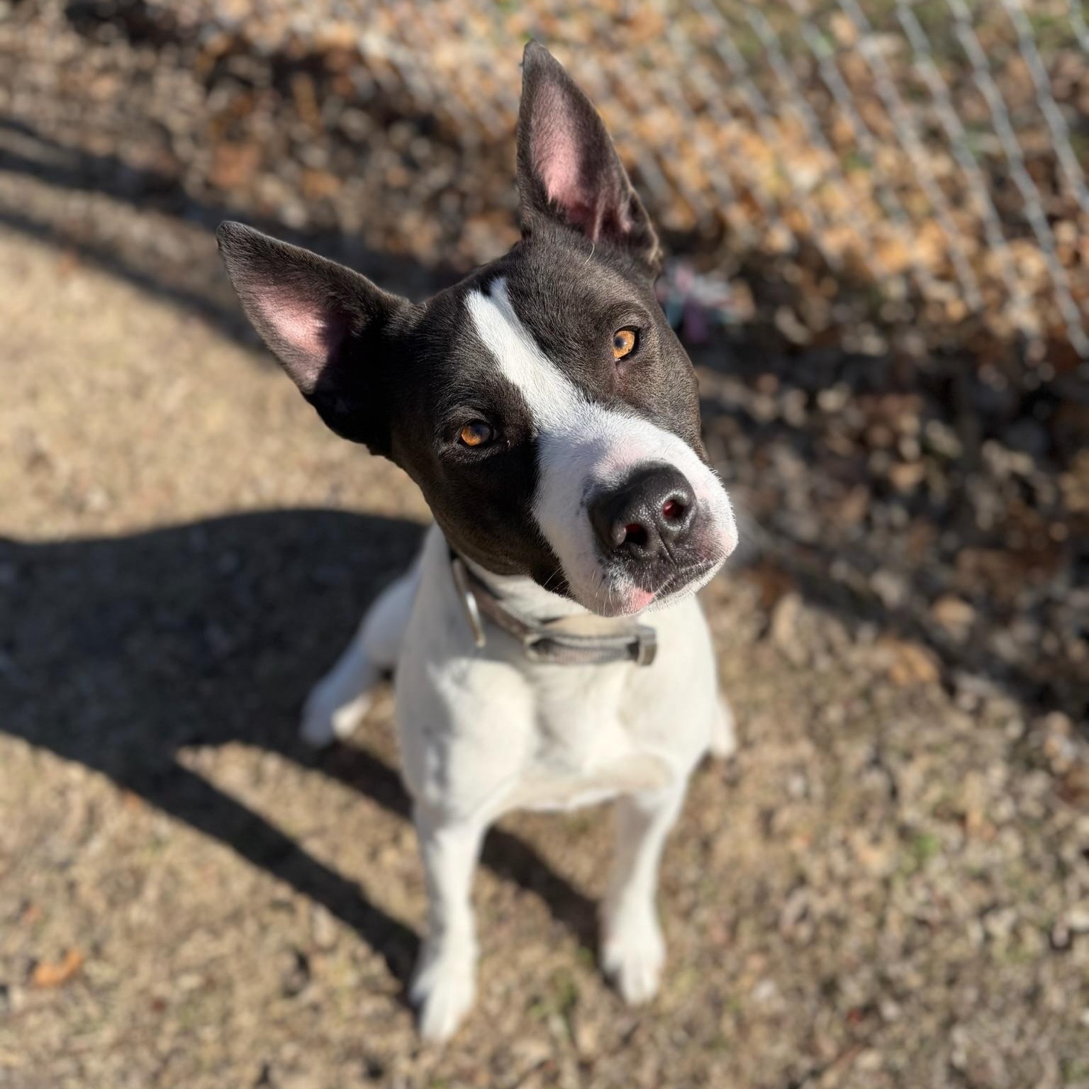 Enlarge Jasper, a Adoptable mixed breed in Sherman, TX image 1/3