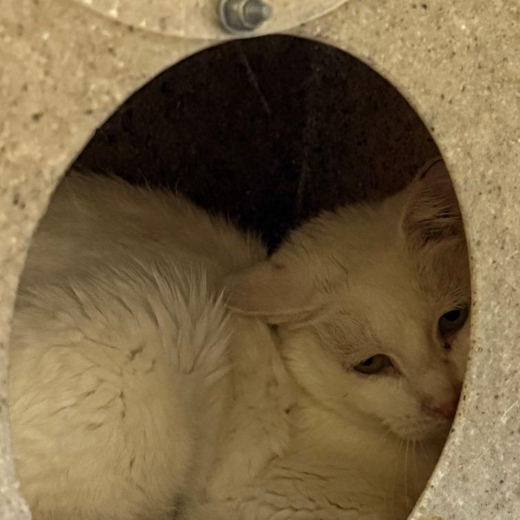 Carrie, Adoptable, Adult Female Domestic Short Hair.