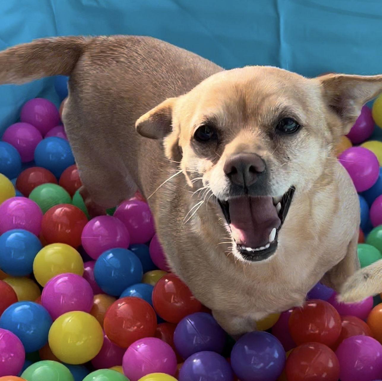 Enlarge Minnie, a Adopted Chihuahua in Ramona, CA image 1/3