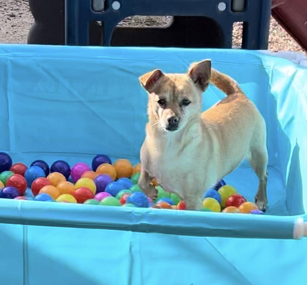 Minnie, Adopted, Young Female Chihuahua.