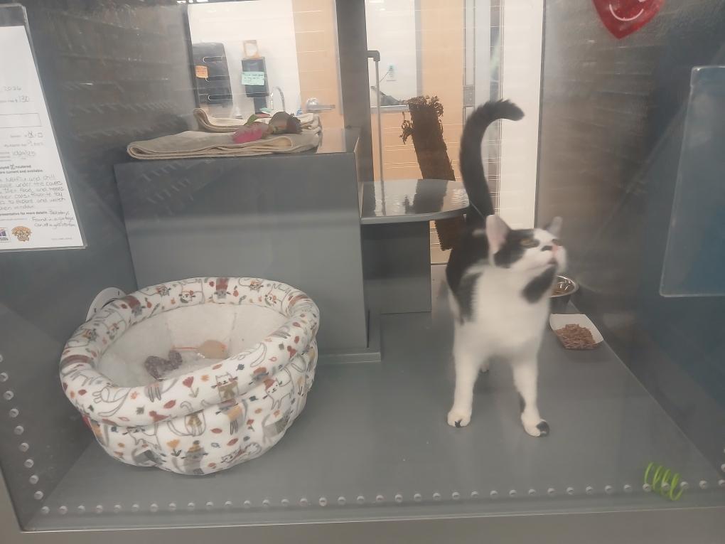 Enlarge River, a ADOPTABLE Domestic Short Hair in Highland, IN image 2/2