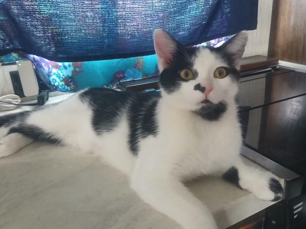 Enlarge River, a ADOPTABLE Domestic Short Hair in Highland, IN image 1/2