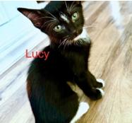 Lucy, Adoptable, Young Female Domestic Short Hair.