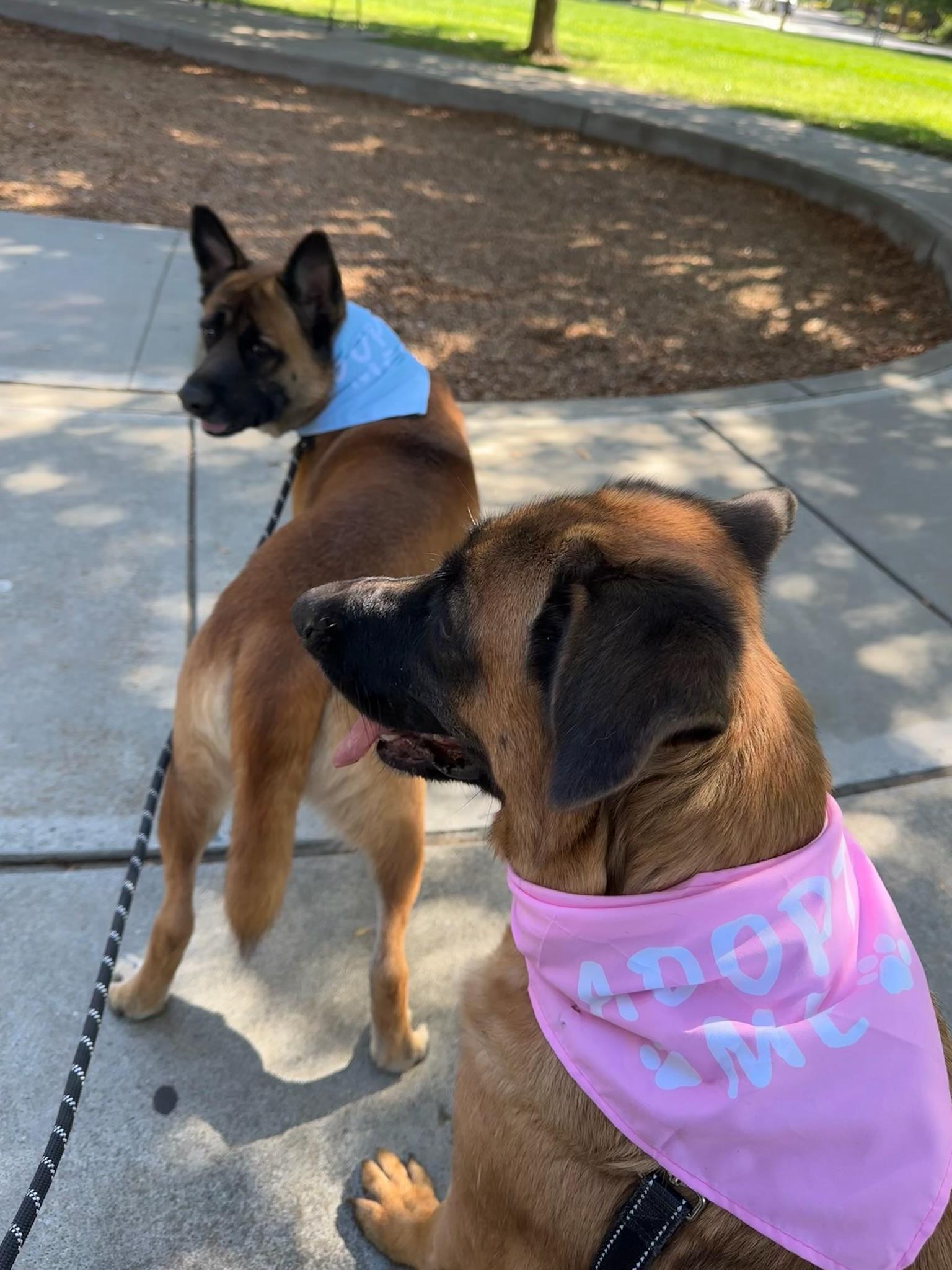 Enlarge Zeke, a Adoptable German Shepherd Dog in Bend , OR image 4/6