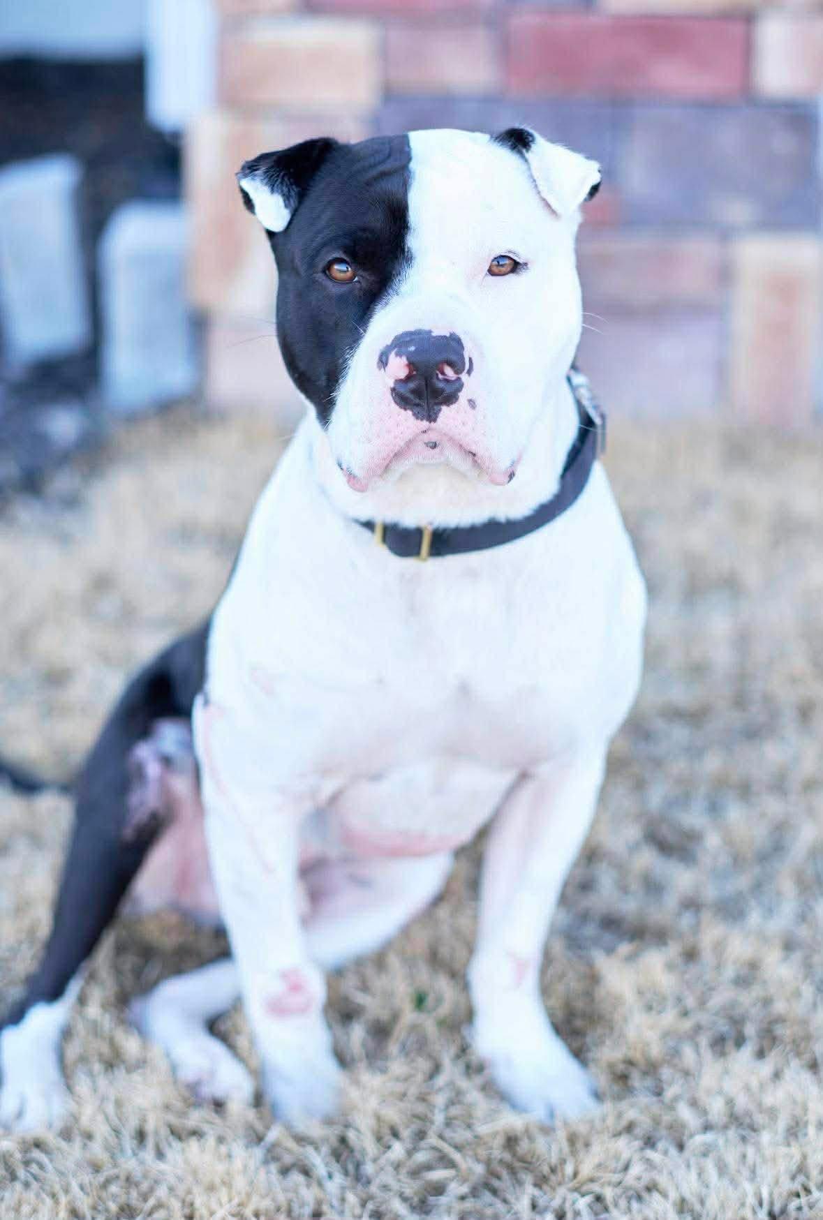 Enlarge Odin, a Adoptable mixed breed in Southington, CT image 1/5