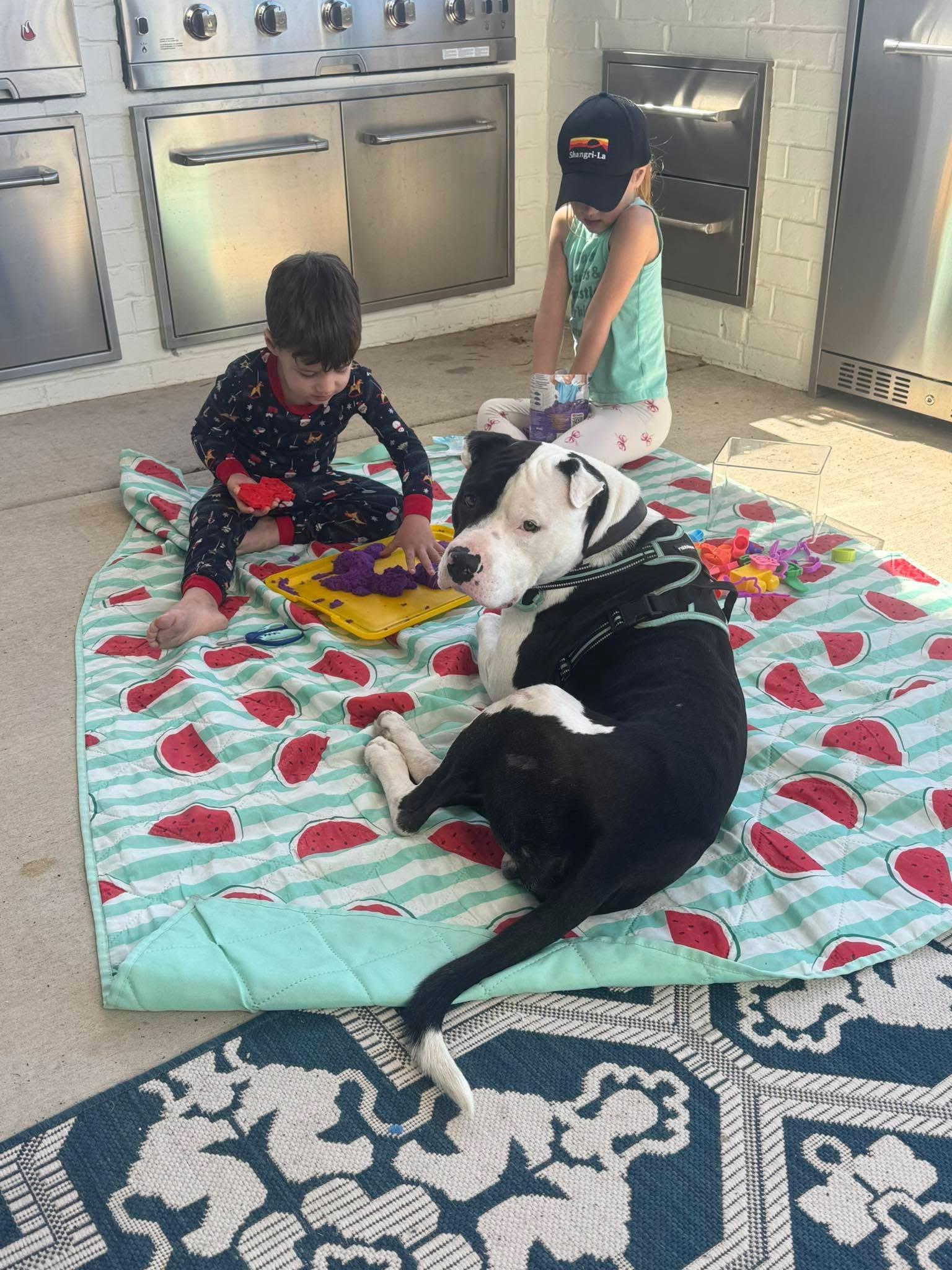 Enlarge Odin, a Adoptable mixed breed in Southington, CT image 4/5