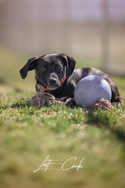 Enlarge Holden, a Adoptable mixed breed in Kalispell, MT image 1/3