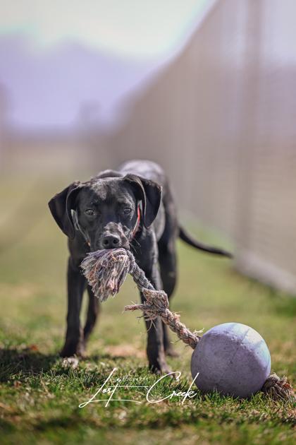 Enlarge Holden, a Adoptable mixed breed in Kalispell, MT image 2/3