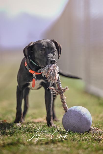 Enlarge Holden, a Adoptable mixed breed in Kalispell, MT image 3/3