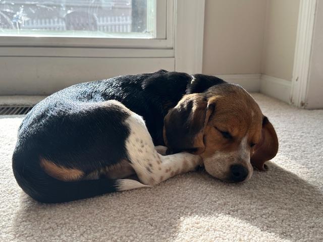 Spuds - adoption pending, Adoptable, Puppy Male Beagle.