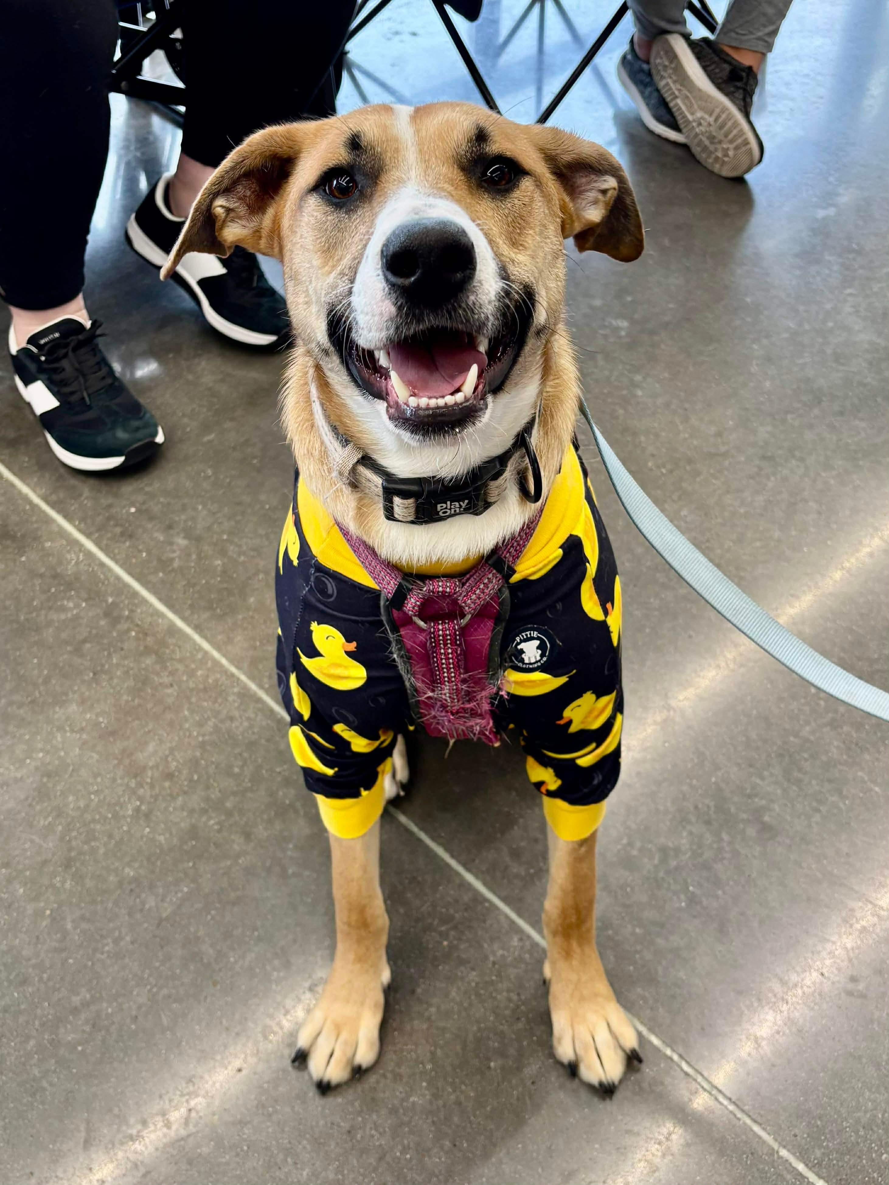Ruby, Adoptable, Young Female Border Collie & German Shepherd Dog.
