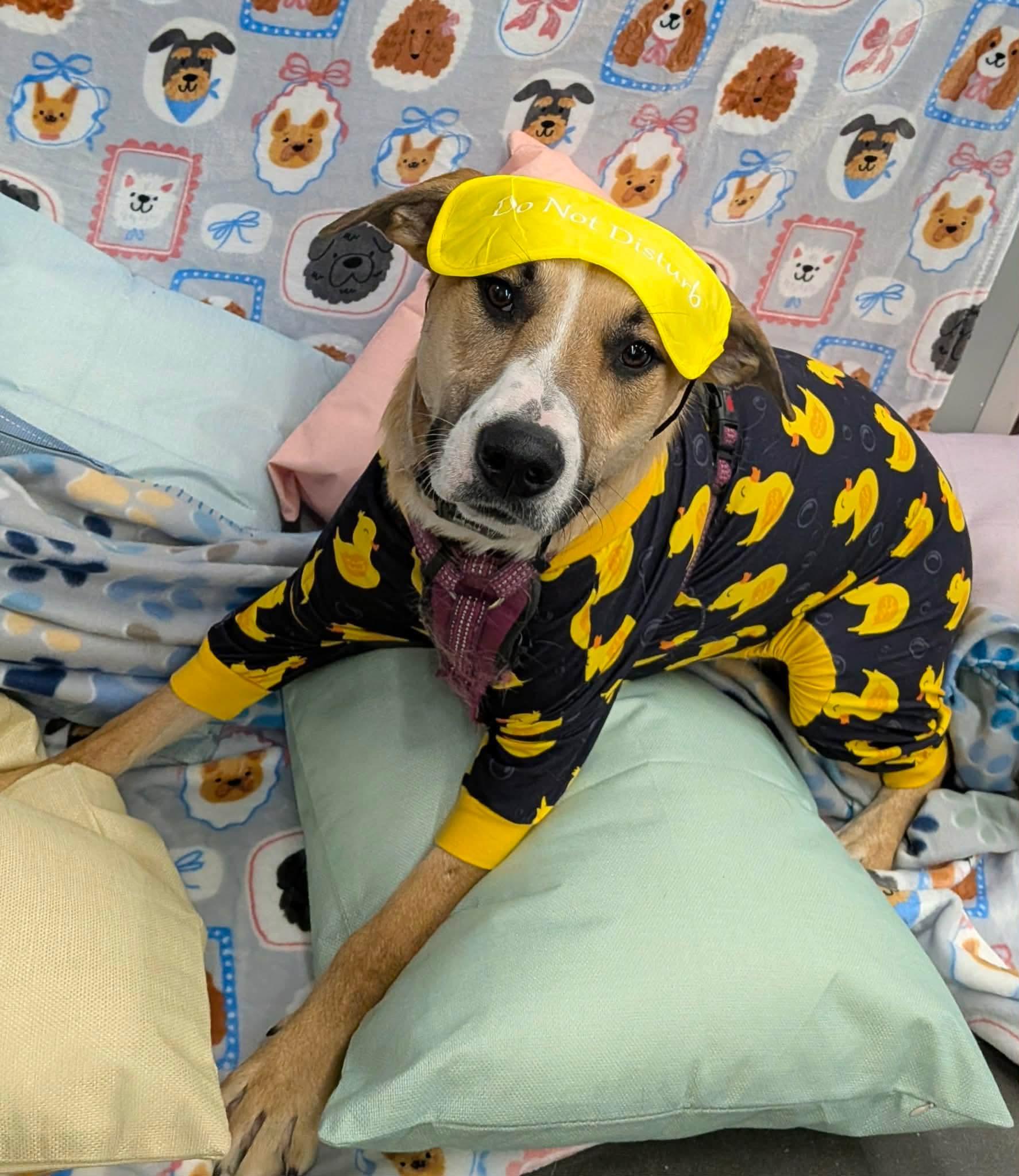 Ruby, a Adoptable mixed breed in Benbrook, TX image 3/5