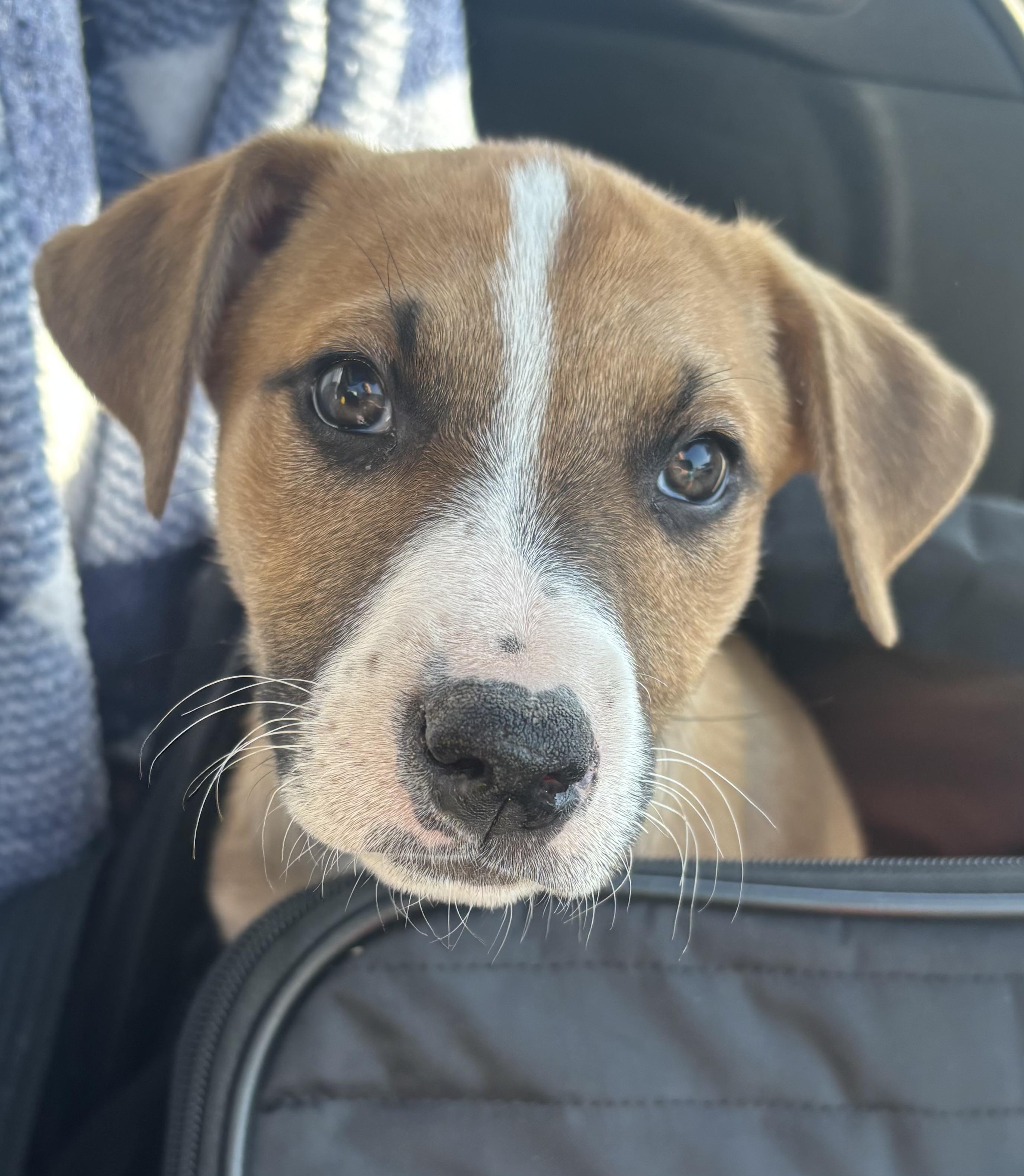 Ruby, a Adoptable mixed breed in Benbrook, TX image 4/4