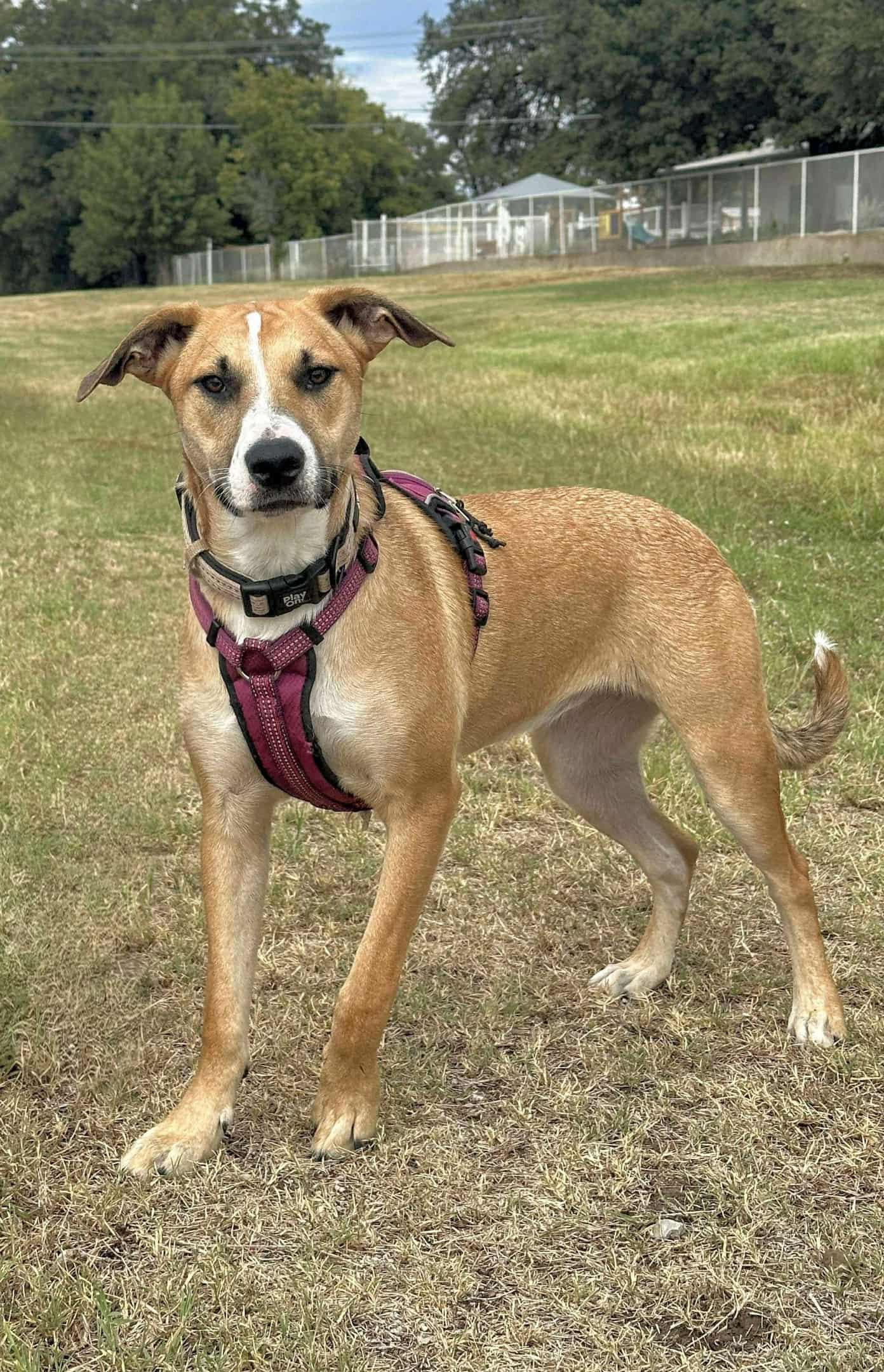 Ruby, Adoptable, Young Female Australian Shepherd & German Shepherd Dog.