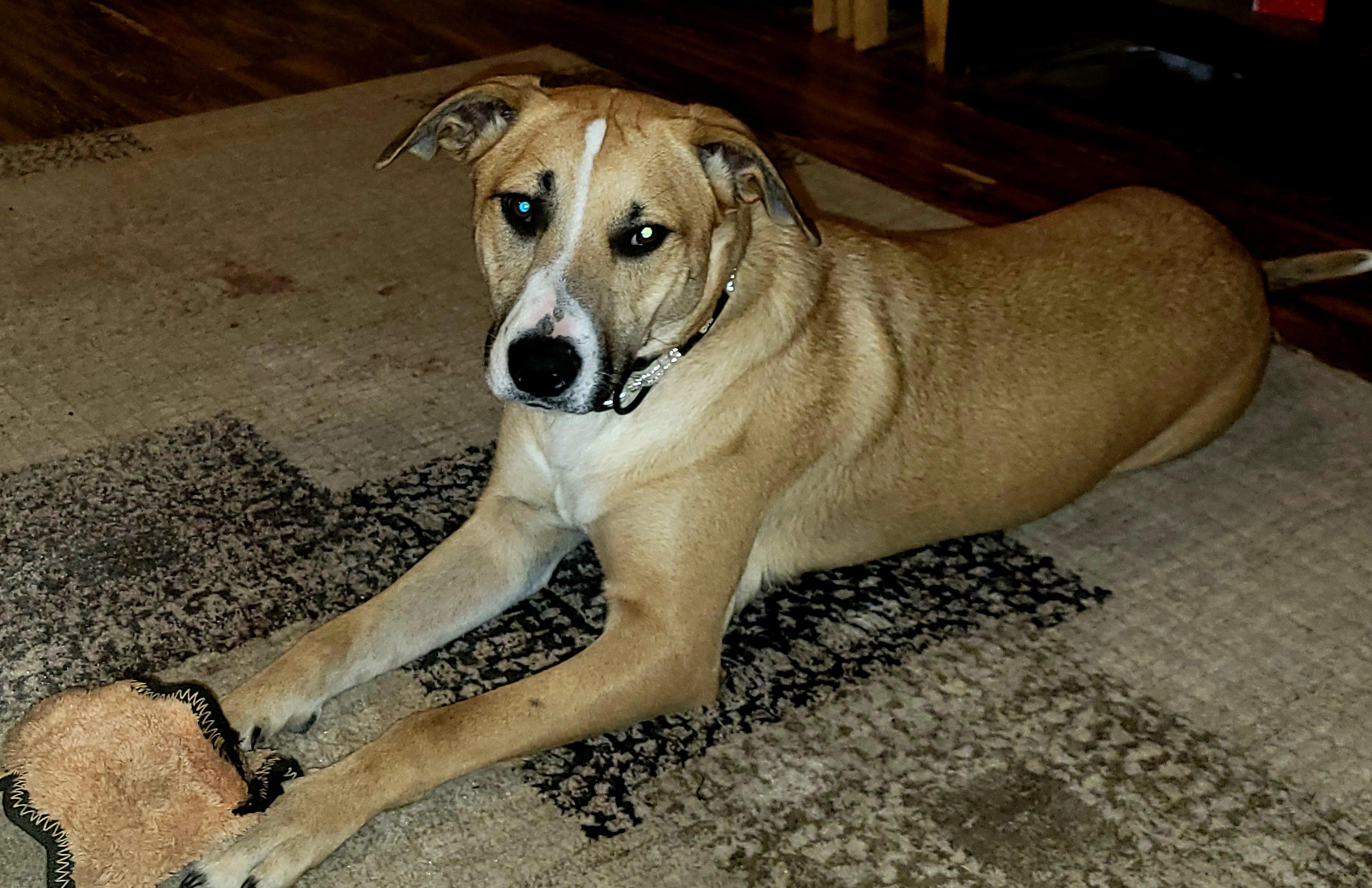 Ruby, a Adoptable mixed breed in Benbrook, TX image 4/5