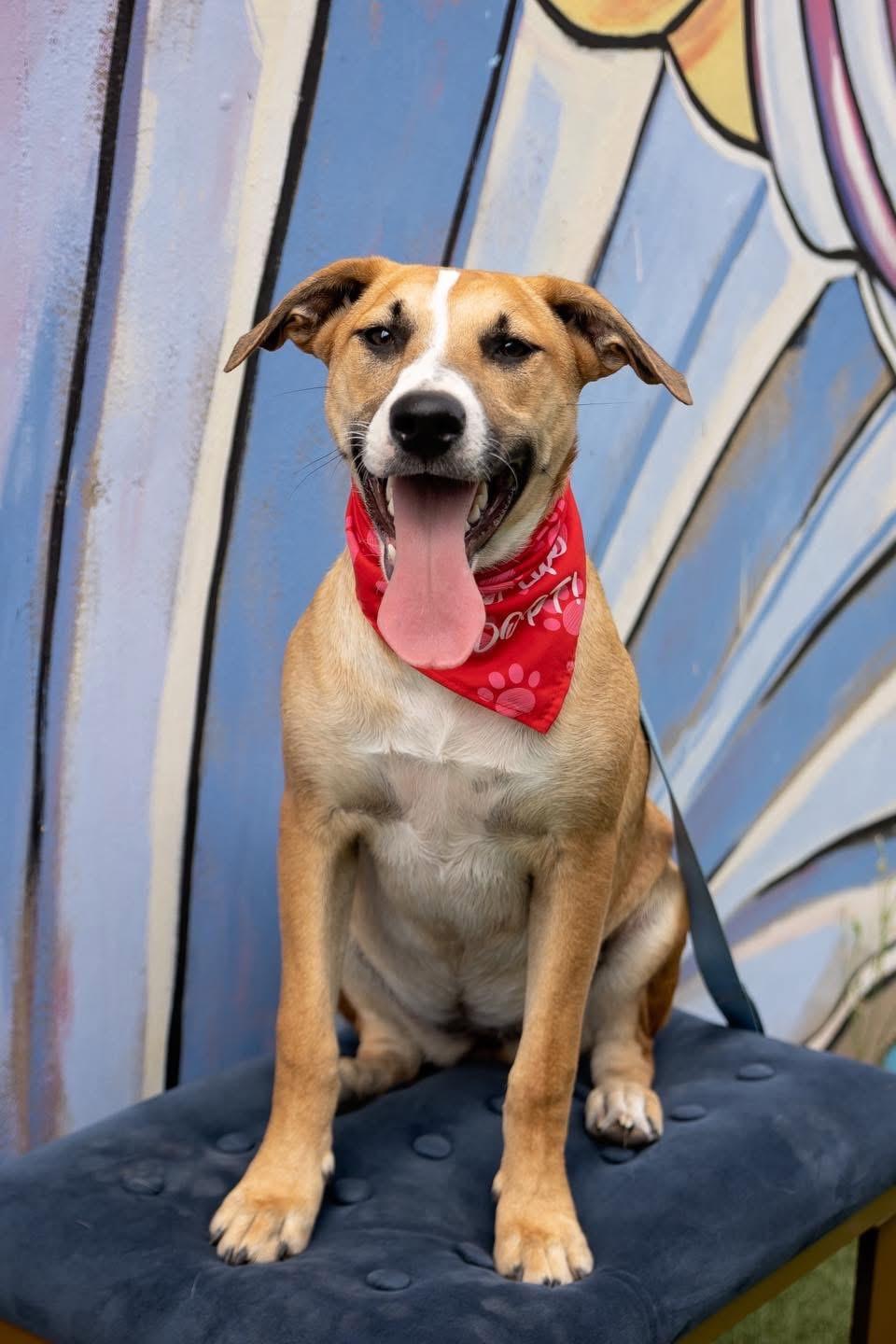 Ruby, a Adoptable mixed breed in Benbrook, TX image 2/4