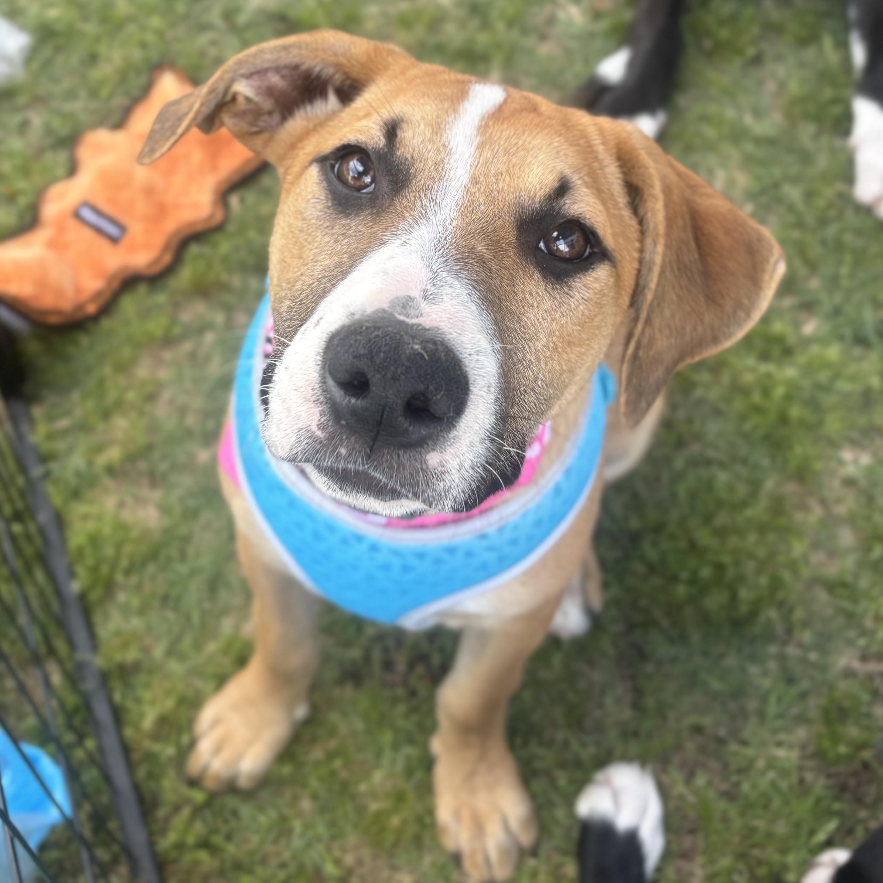 Ruby, a Adoptable mixed breed in Benbrook, TX image 3/4