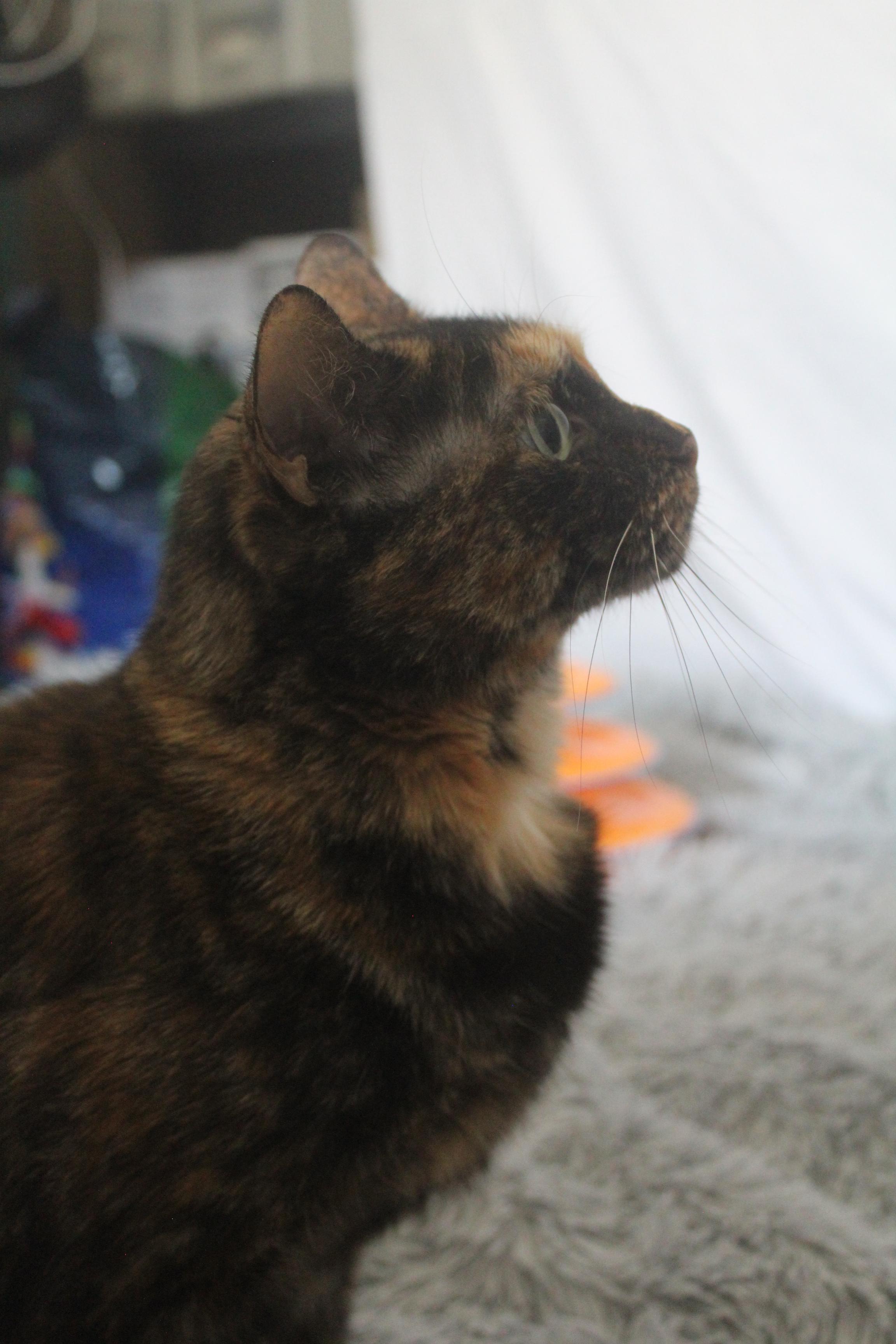 Piper photo 3