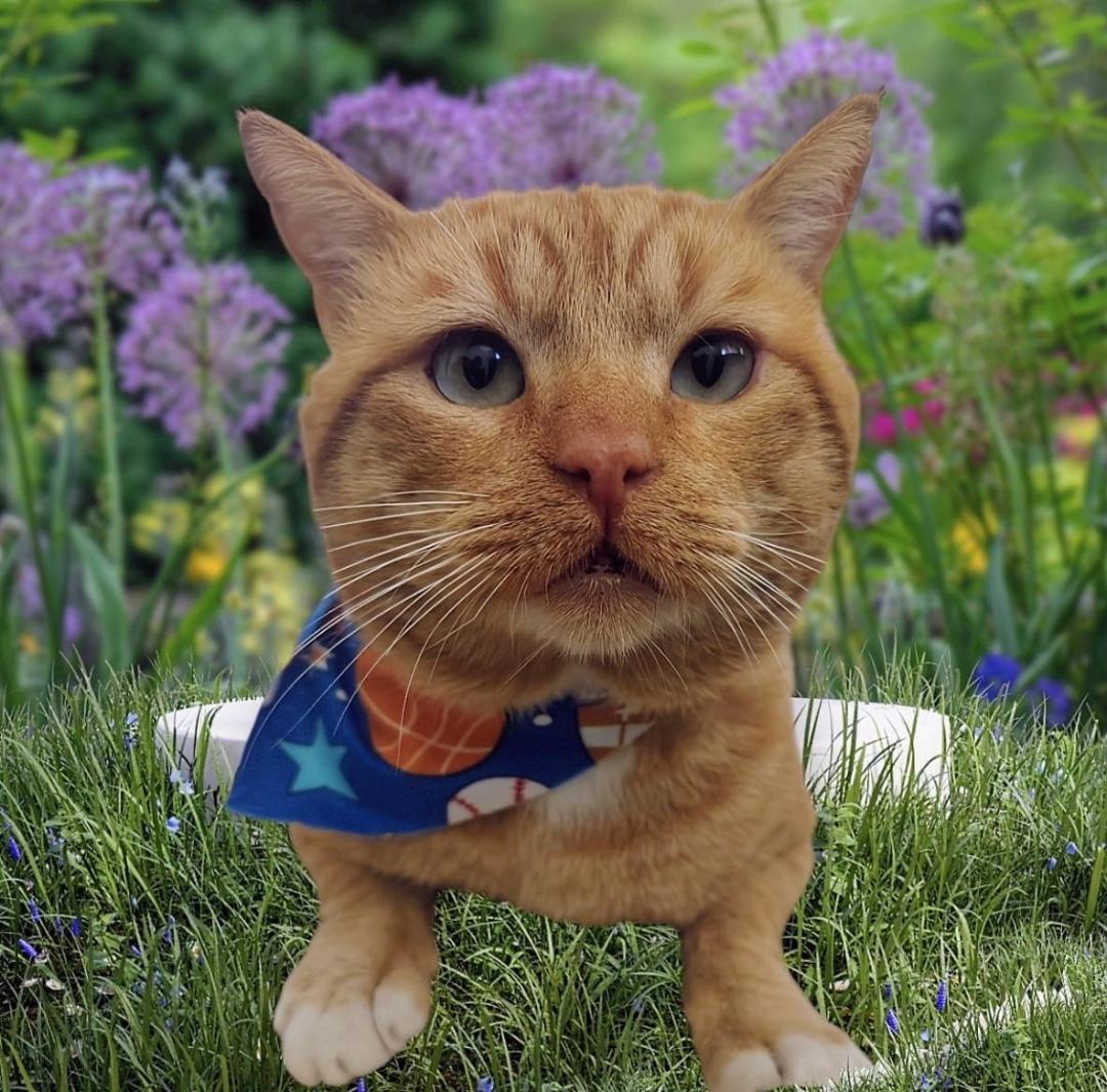 Enlarge BERRY, a ADOPTABLE Domestic Short Hair in Rowland Heights, CA image 1/1