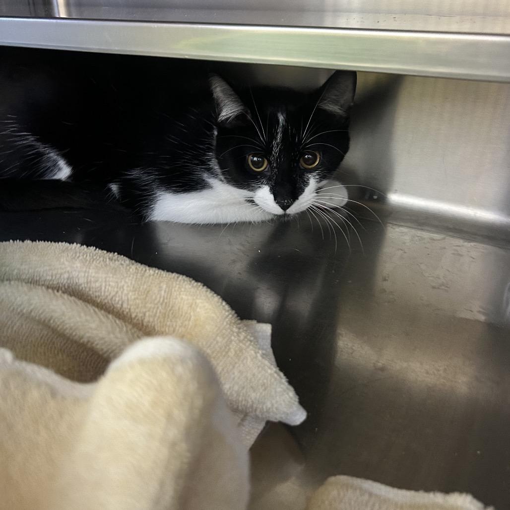 Carter, Adoptable, Young Male Domestic Short Hair.