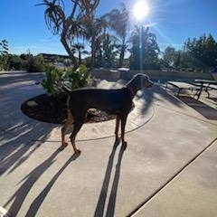 Enlarge Lyla, a Adoptable Doberman Pinscher in Perris, CA image 5/6