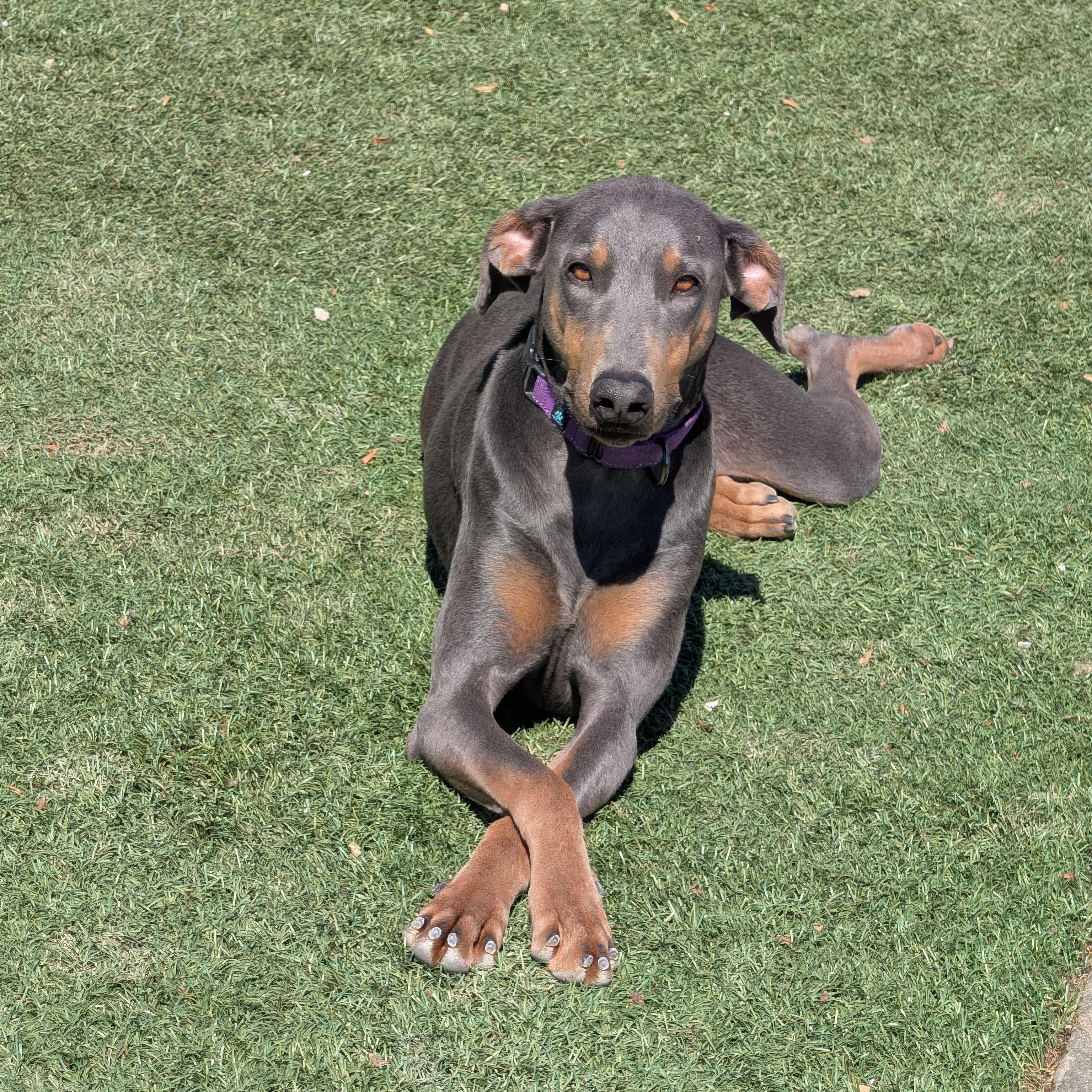 Lyla, Adoptable, Adult Female Doberman Pinscher.